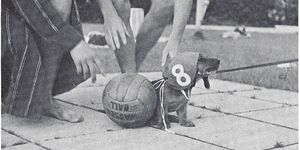 Trotz des harten Trainings hatten die Wasserballer immer Zeit für einen kleinen Jux.